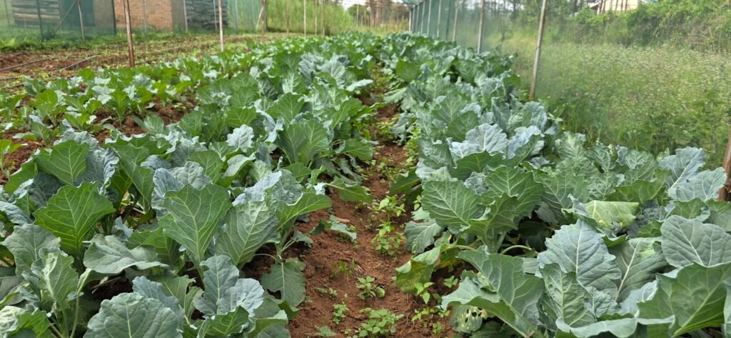 Rows of leafy vegetables growing in a cultivated garden in Dago