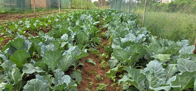 Rows of leafy vegetables growing in a cultivated garden in Dago